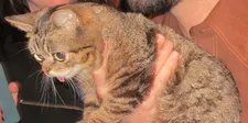 Lil Bub will co-star with Christopher Walken in Nine Lives